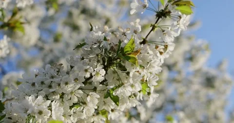 Blooming trees on early spring Stock-Footage 89444644