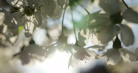 Blooming trees on early spring Stock Footage 89444722