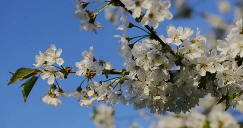 Blooming trees on early spring 動画素材 89444868