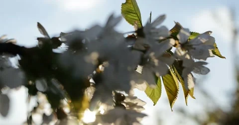 Blooming trees on early spring 動画素材 89444969