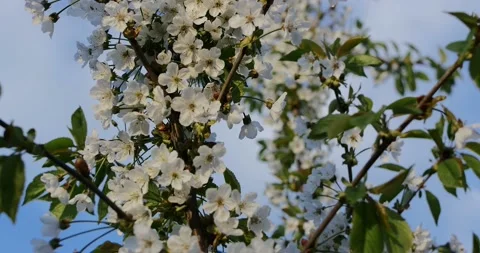 Blooming trees on early spring Stock Footage 89445135