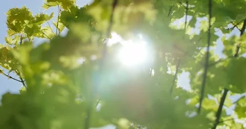 Blooming trees on early spring Stock Footage 89445768