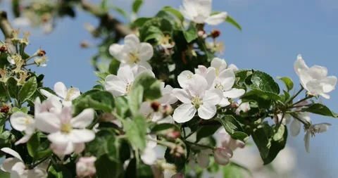Blooming trees on early spring Stock Footage 89445945
