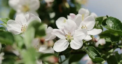 Blooming trees on early spring Stock Footage 89446045