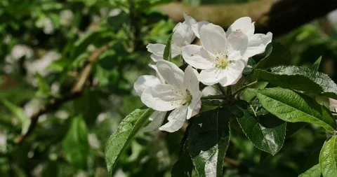 Blooming trees on early spring Stock Footage 89446305