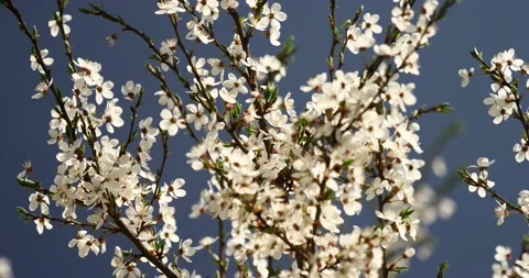 Blooming trees on early spring Stock Footage 89446636