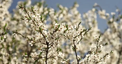 Blooming trees on early spring Stock Footage 89447003
