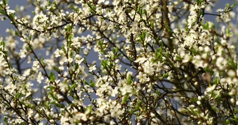Blooming trees on early spring 動画素材 89449312
