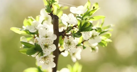 Blooming trees on early spring Stock Footage 89449520