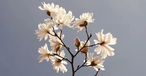 Blooming trees on early spring Stock-Footage 89449662