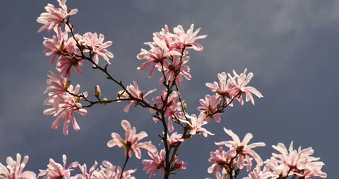 Blooming trees on early spring Stock Footage 89449802