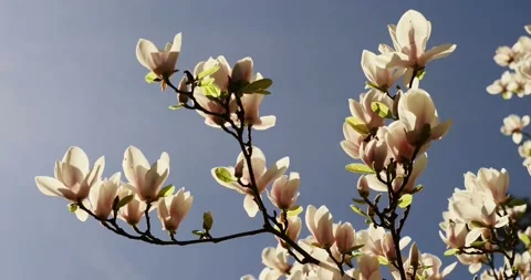 Blooming trees on early spring Stock Footage 89449908