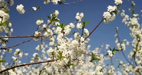 Blooming trees on early spring Stock Footage 89450641