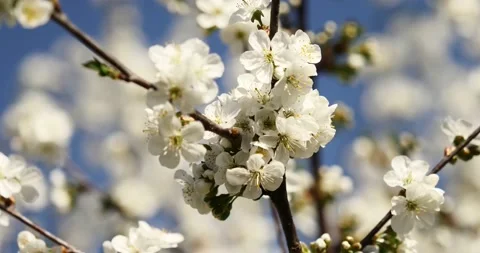 Blooming trees on early spring 動画素材 89450847