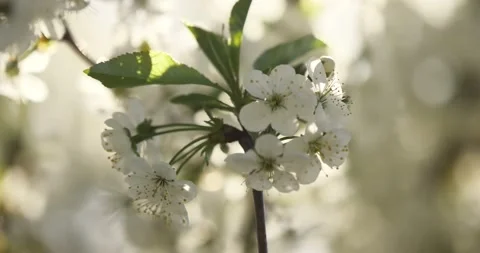 Blooming trees on early spring 動画素材 89450992