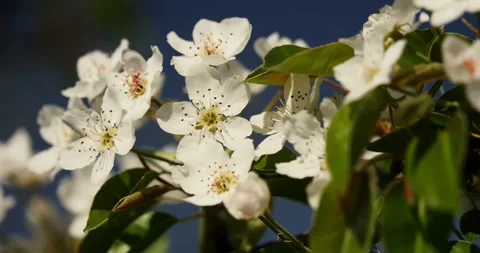Blooming trees on early spring Stock Footage 89452487