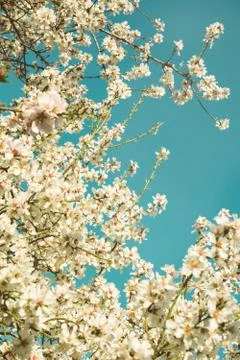 Blooming trees on field in spring in the forest Stock Photos