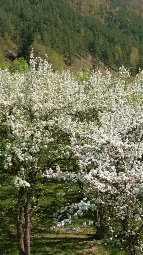 Blooming trees fill the scene with soft white flowers Stock Footage 331621433