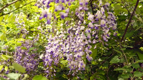 Blooming trees flower in spring Stock Footage 149897276