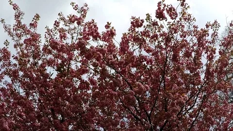 Blooming trees Stock Footage 77865043