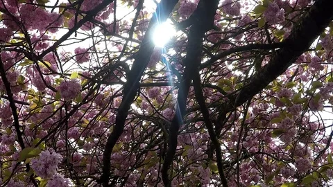 Blooming trees Stock Footage 77865044