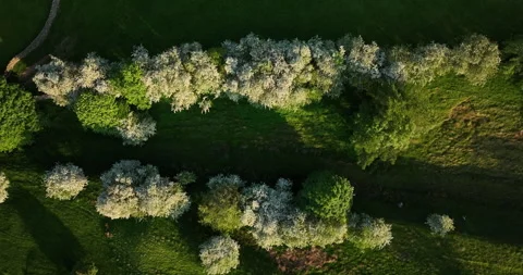 Blooming trees Stock Footage 248902023