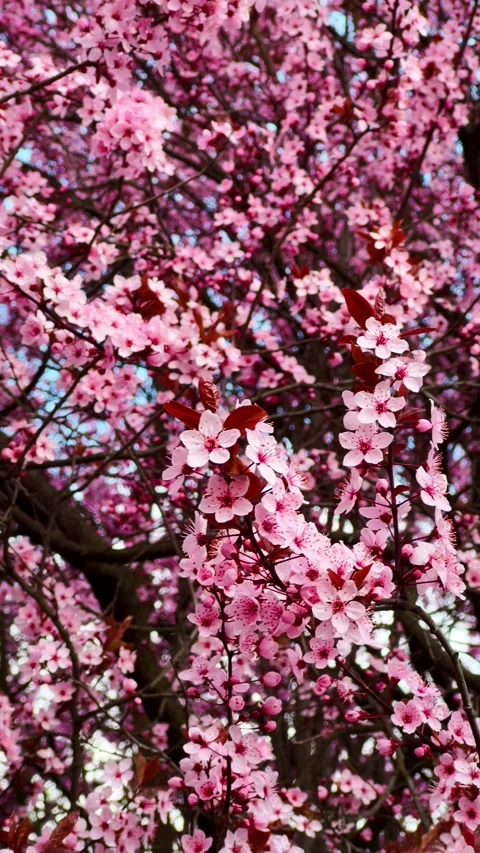 Blooming trees form springtime landscape, landscape flows in gentle shapes Stock Footage 308115620