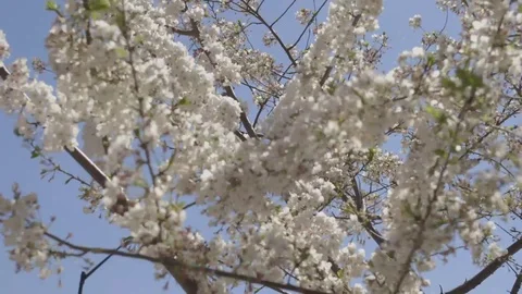 Blooming trees in front of Blue Sky Stock Footage 88433633