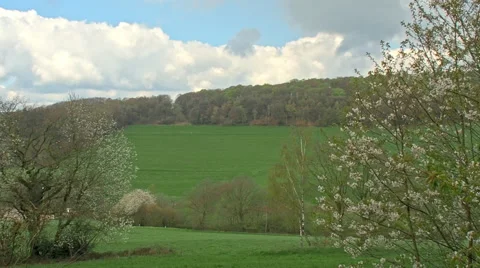 Blooming trees in front of fields Video stock 62488522