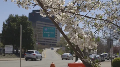 Blooming trees in front of interstate ramp with traffic Stock Footage 88433620