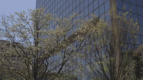 Blooming trees in front of office building Stock Footage 88433621