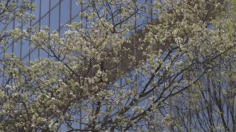 Blooming trees in front of office building in the wind Stock Footage 88433644