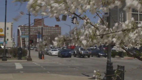 Blooming trees in front of traffic urban setting Stock Footage 88433643