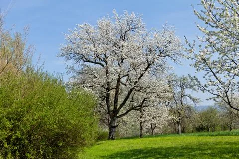 Blooming trees in garden in spring Stock Photos