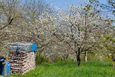 Blooming trees in garden in spring Stock Photos