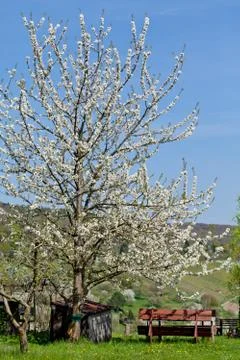 Blooming trees in garden in spring Stock Photos
