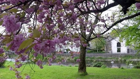 Blooming trees in Kendal, UK Stock Footage