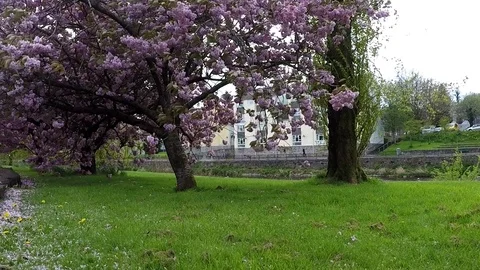 Blooming trees in Kendal, UK Stock Footage 77865019