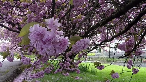 Blooming trees in Kendal, UK Stock Footage 77865030