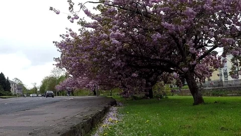 Blooming trees in Kendal, UK Stock Footage 77865207