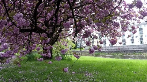 Blooming trees in Kendal, UK Stock Footage
