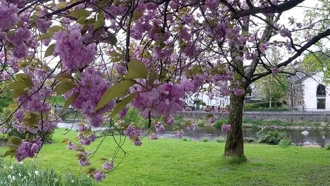Blooming trees in Kendal, UK Stock Footage 77865230