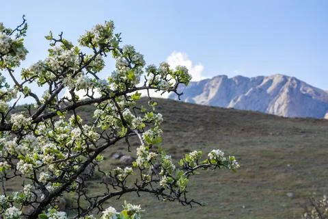 Blooming trees in the mountains Stock Photos