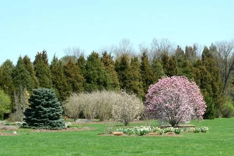 Blooming trees in a park Stock Photos