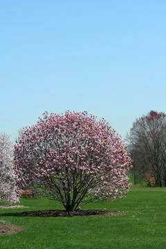 Blooming trees in a park Stock Photos