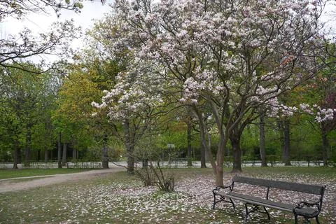 Blooming trees in a park in spring time Stock Photos