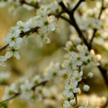 Blooming trees. Stock Photos