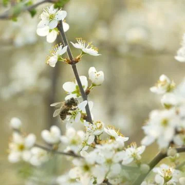 Blooming trees. Stock Photos