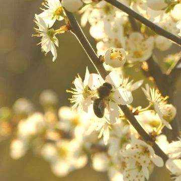 Blooming trees. Stock Photos