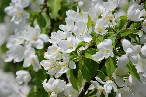 Blooming trees Stock Photos